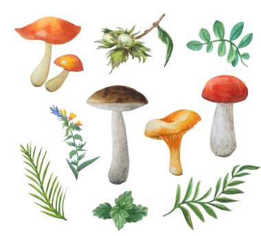 Beyaz bir arka plan üzerinde izole yenilebilir asil mantar Suluboya sonbahar seti. Chanterelle, boletus, yağcılar. 