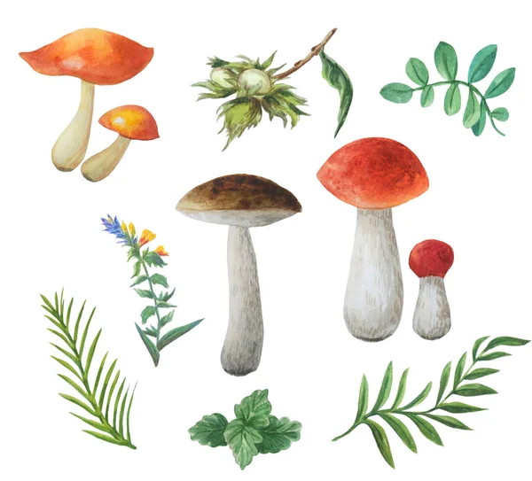 Bright höstkollektion av ätliga svampar: kantareller, Boletus, apelsin-Cap Boletus och höst skogsväxter. Olika grenar, gräs, nötter, löv. — Stockfoto