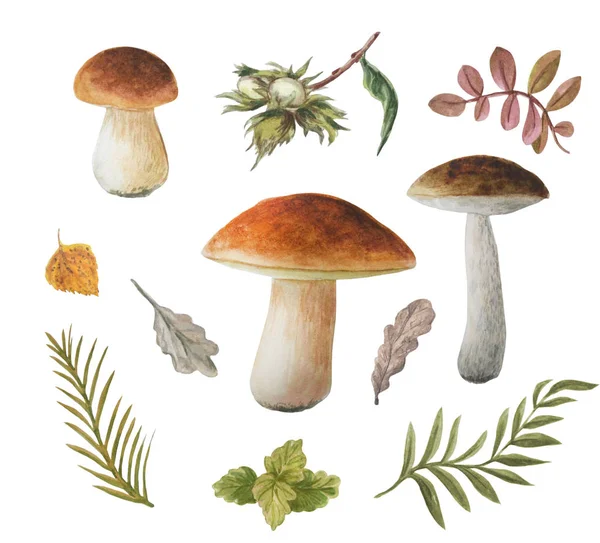 Beyaz bir arka plan üzerinde izole yenilebilir asil mantar Suluboya sonbahar seti. Boletus'lar. Sprigs, fındık, yaprak.