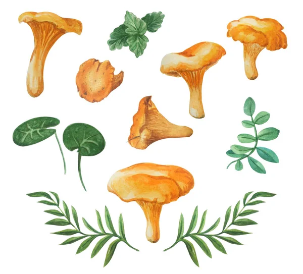 Chanterelle koleksiyonu. Suluboya el yenilebilir mantar ve yaprakları çizilmiş.