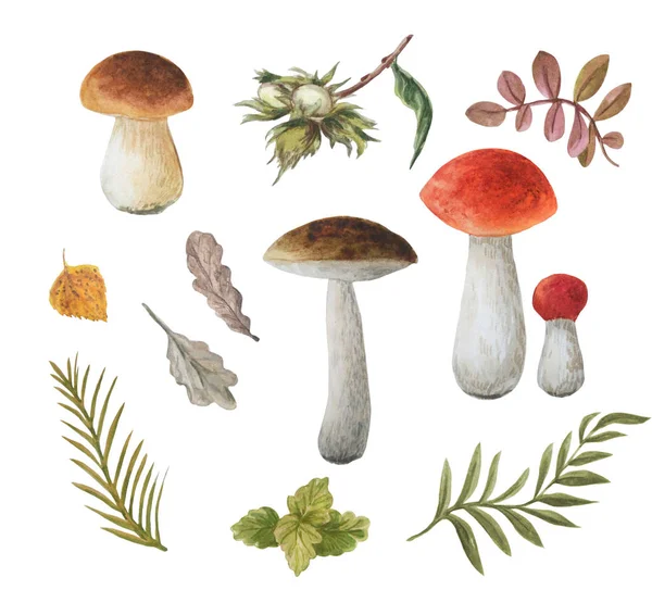 Vattenfärg ätliga svampar och olika blad. Boletus, hasselnötter, grenar. Höst-set. — Stockfoto