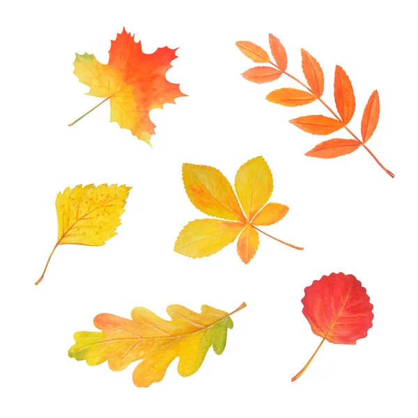 秋の水彩セット。白で隔離された明るい葉. — ストック写真