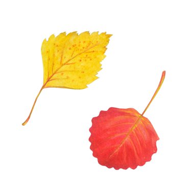 Parlak huş ağacı ve aspen yaprakları beyaz izole.