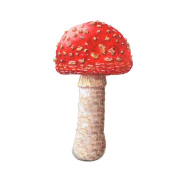  Zehirli zehirli mantar beyaz arka plan üzerinde izole.