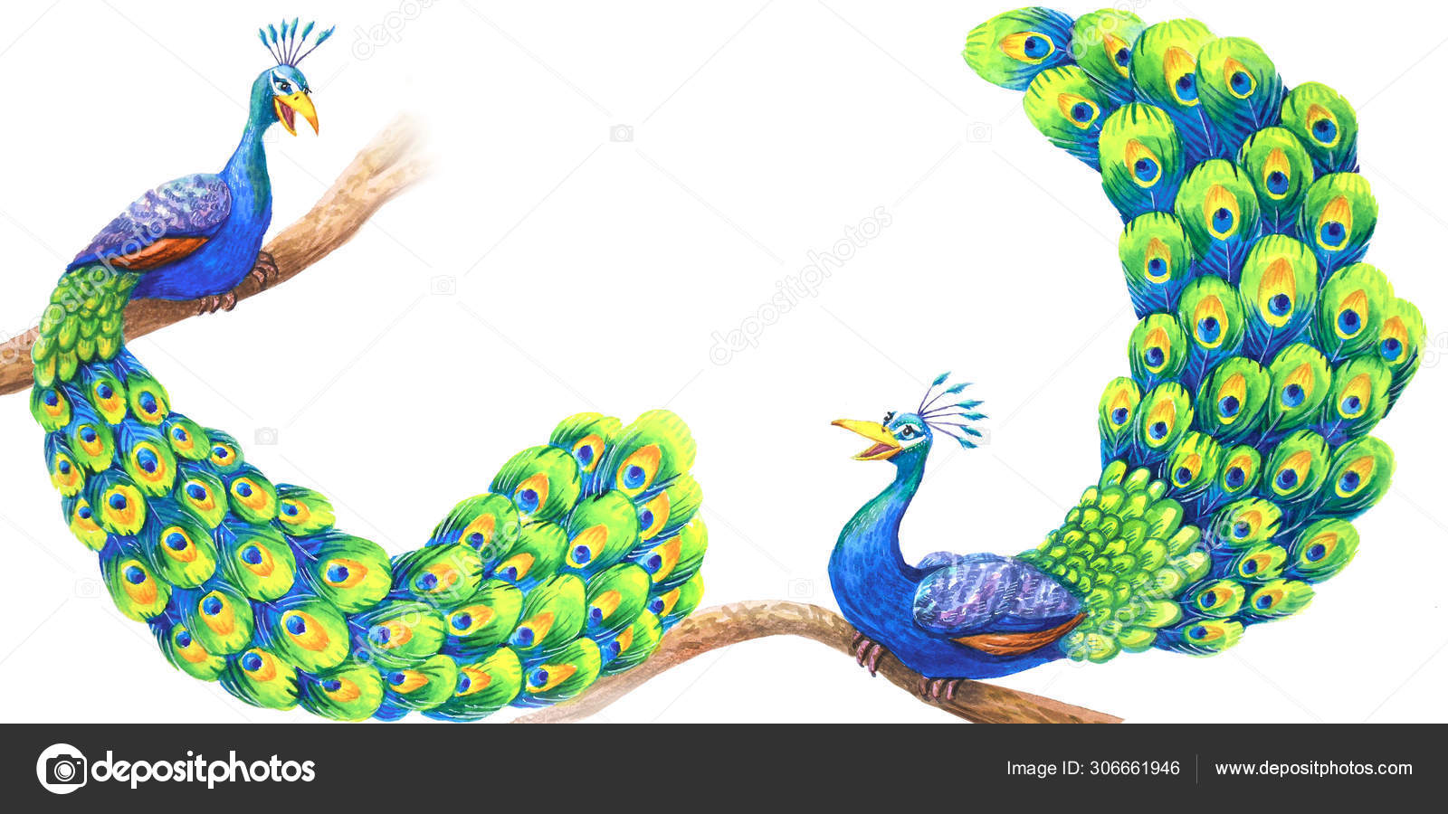 Dois belos pavões estão sentados em ramos isolados em um whi — Foto ©  Mary197 #306661946, image size:1600x900