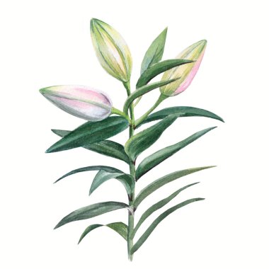 Beyaz bir arka plan üzerinde izole bir dal lily tomurcukları. 