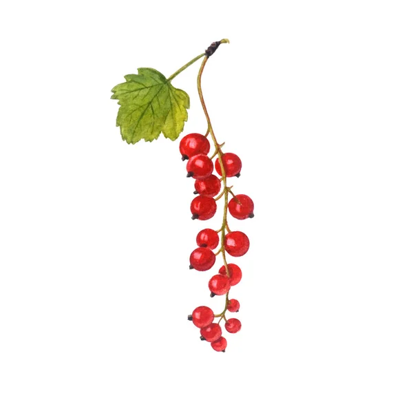 Ribes rosso isolato su fondo bianco. — Foto Stock