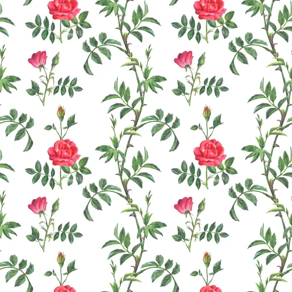 Schönes helles Muster aus einem Zweig einer roten Rose — Stockfoto