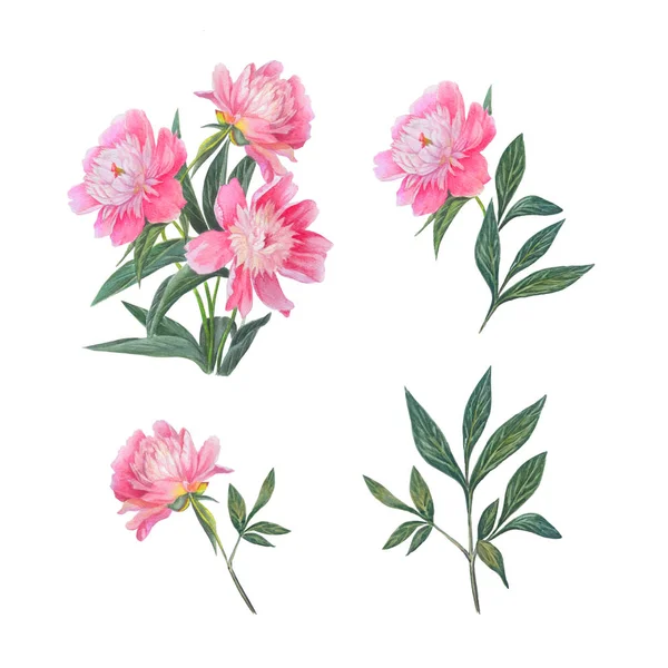 Beautiful pink peonies isolated on white background. — Stock Photo, Image