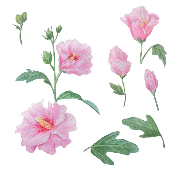 Watercolor illustration: mallow (Syrian rose). — Stock Photo, Image