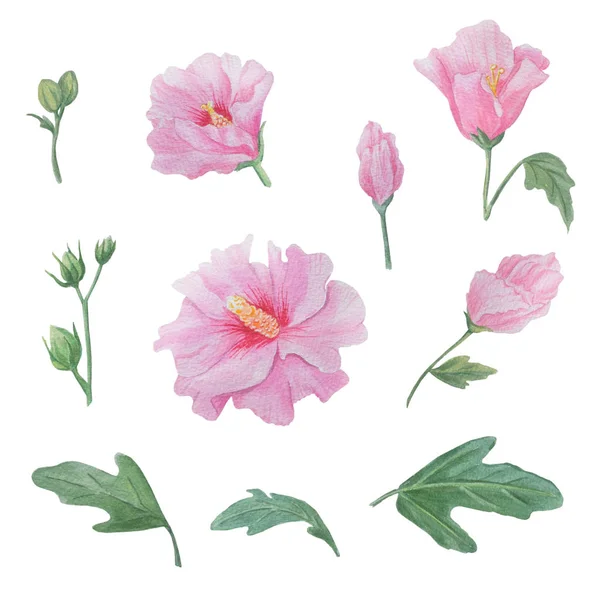 Watercolor illustration: mallow (Syrian rose). — Stock Photo, Image