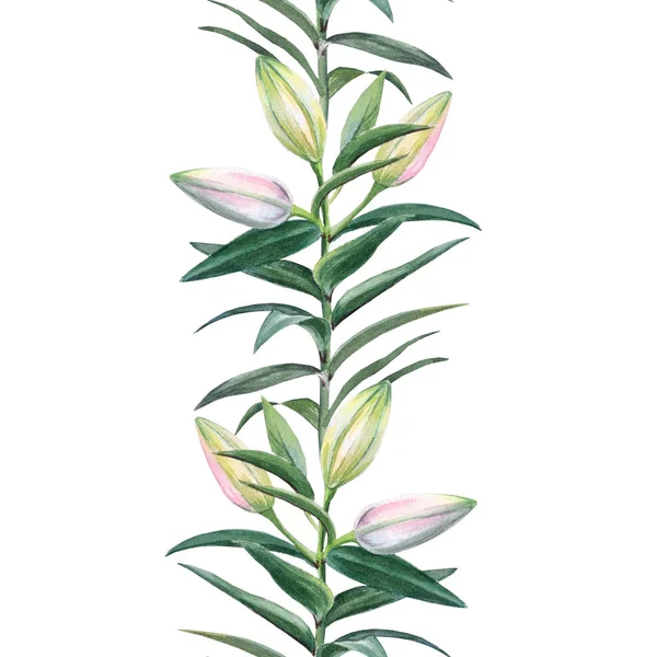 Ilustração botânica aquarela realista: botões de lírio  . — Fotografia de Stock