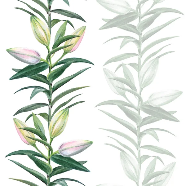 Ilustração botânica aquarela realista: botões de lírio  . — Fotografia de Stock