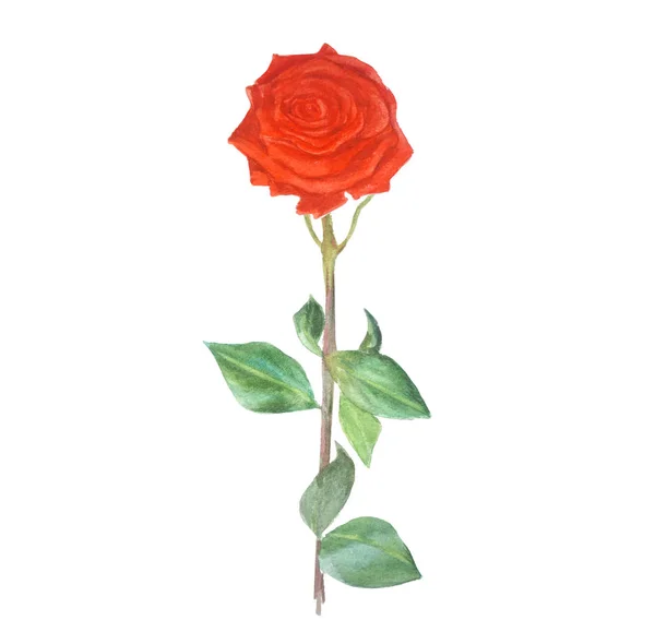 Υδατογραφία κόκκινο τριαντάφυλλο σε ένα μακρύ πόδι απομονώνονται σε λευκό. — Φωτογραφία Αρχείου