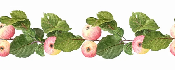 Frontera sin fisuras. Rama de manzano con frutas aisladas en un — Foto de Stock