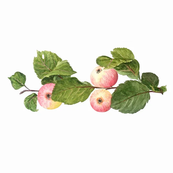 Ramo de macieira com frutas isoladas em um fundo branco . — Fotografia de Stock