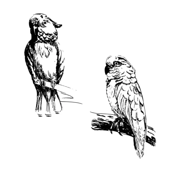 Oiseau Croquis Dessiné Main Cacatoès Noir Blanc Des Perroquets Illustration — Image vectorielle