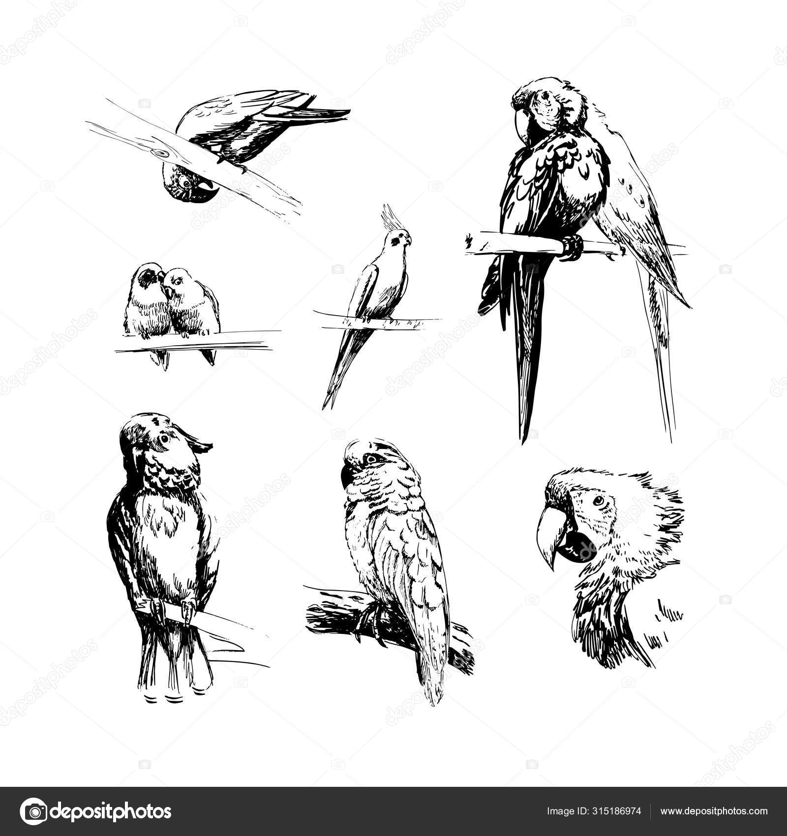 Vector Illustration Hand Drawn Sketch Birds Monochrome Black White Parrots Vector Image By C Mary197 Vector Stock 315186974
