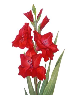 Beyaz arka planda tomurcukları ve yaprakları olan açık kırmızı gladiolus. Güzel gerçekçi botanik çizimi. Tebrikler, davetiyeler, kartlar, baskılar ve diğer dekorasyon alanlarında iyi görünecek..