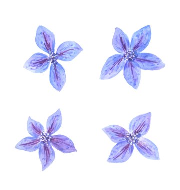 Çiçek seti - Mavi klematis beyaz arkaplanda izole edilmiş. 