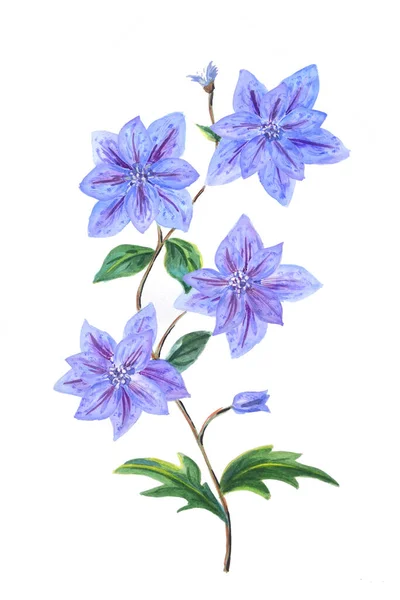 Blauwe Clematis Met Knoppen Bladeren Geïsoleerd Een Witte Achtergrond Prachtige — Stockfoto