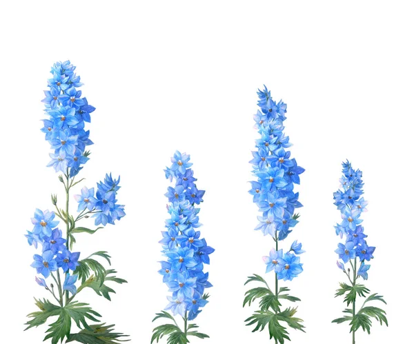 Larkspurs Azuis Ajustados Com Botões Folhas Isoladas Fundo Branco Bela — Fotografia de Stock