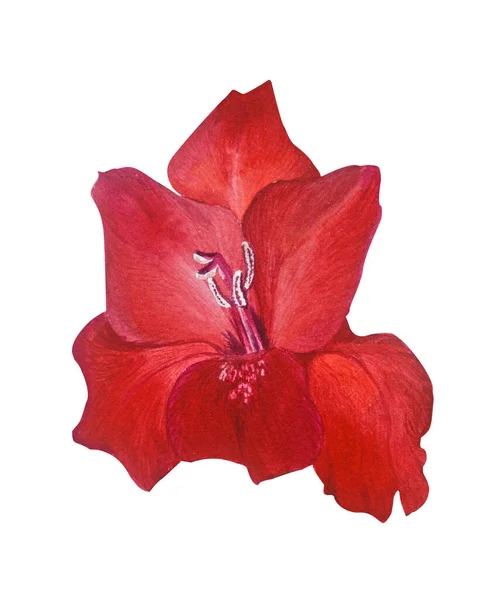 Bud Vermelho Claro Gladiolus Isolado Fundo Branco Ilustração Botânica Realista — Fotografia de Stock