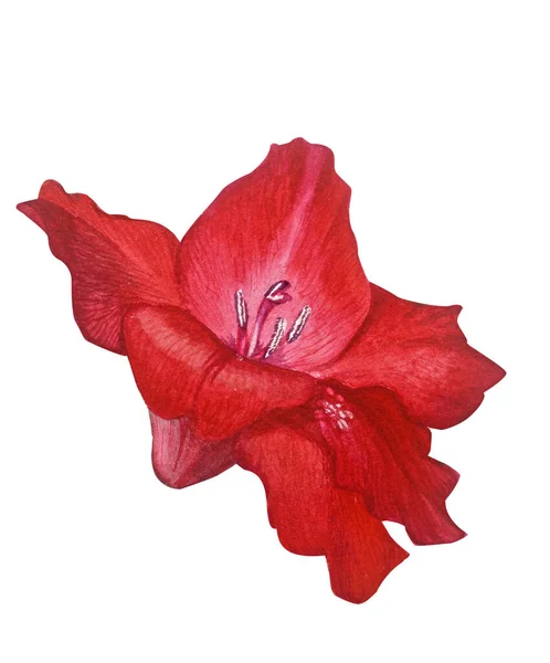 Jasnoczerwony Pączek Gladiolus Izolowany Białym Tle Realistyczna Ilustracja Botaniczna — Zdjęcie stockowe