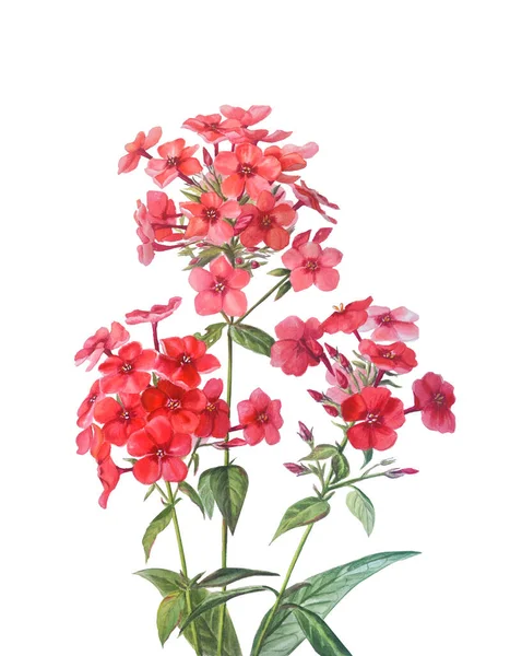 Phlox Rouge Clair Avec Bourgeons Feuilles Isolés Sur Fond Blanc — Photo