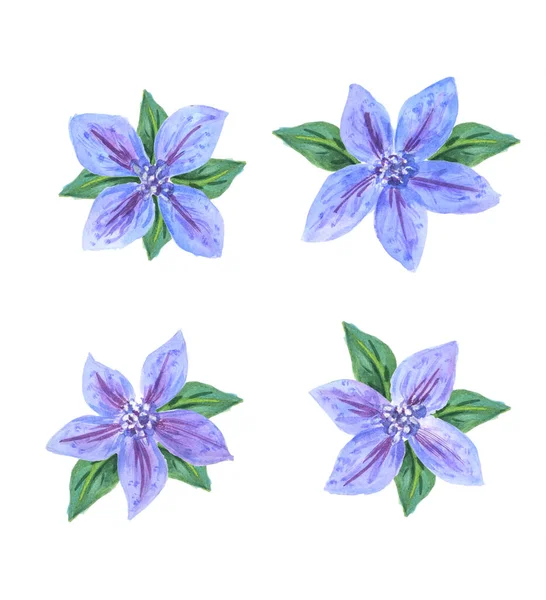 Conjunto Flores Azul Clematis Isolado Sobre Fundo Branco Ilustração Aquarela — Fotografia de Stock