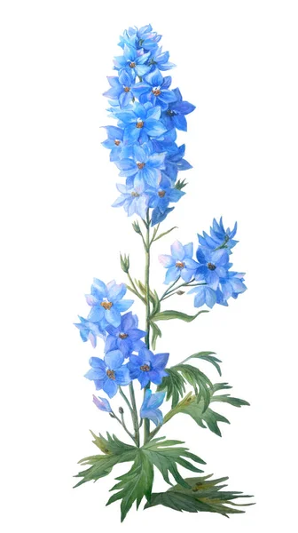 Skřivan Modrý Pupeny Listy Izolovanými Bílém Pozadí Krásná Realistická Botanická — Stock fotografie