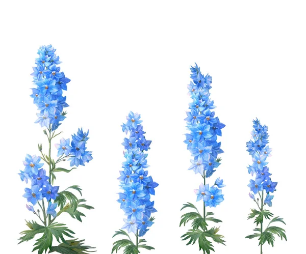 Beyaz Arka Planda Tomurcukları Yaprakları Olan Mavi Tarla Mahmuzları Güzel — Stok fotoğraf