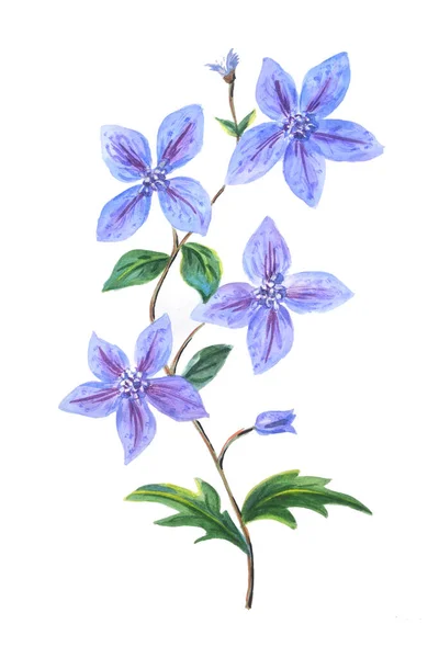 Beyaz Arka Planda Tomurcukları Yaprakları Olan Mavi Bir Klematis Güzel — Stok fotoğraf