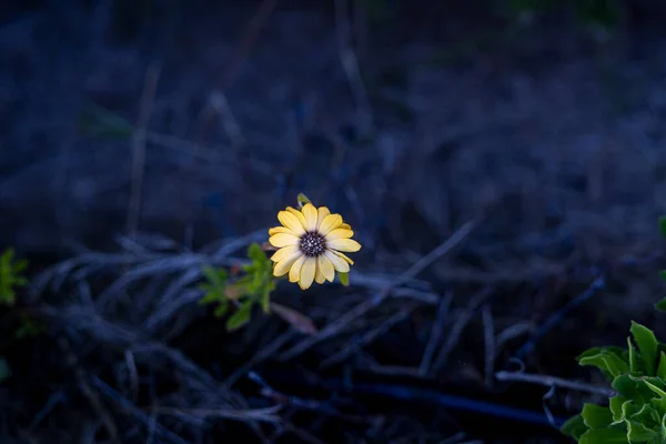 Flower reborn in the middle of a place where there was a fire