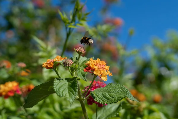 flying bee jumping from flower to flower looking for pollen to make honey