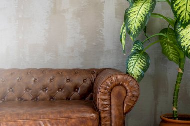 Minimalist iç tasarım. Esmer, eski, antika deri kanepe. Beton beton duvar. Güzel yeşil bitki. Parlak ışık oturma odasına giriyor.