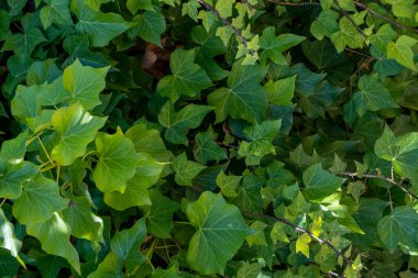 Bahar bahçesine tırmanan sürüngen bitkileri. Vahşi yaprak dokusu arkaplanı