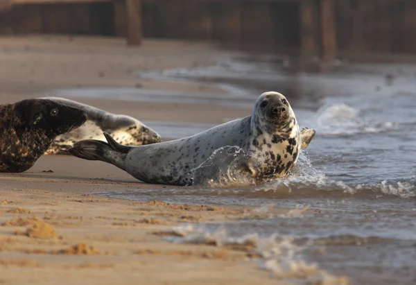 Foca gris atlántica — Foto de Stock