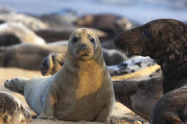 Foca gris atlántica — Foto de Stock