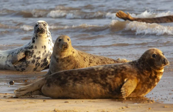 Foca gris atlántica — Foto de Stock