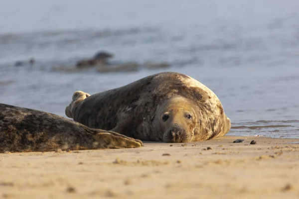 Foca gris atlántica — Foto de Stock