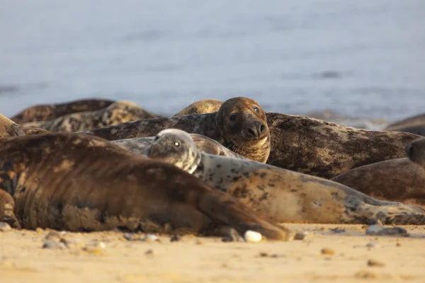 Foca gris atlántica — Foto de Stock