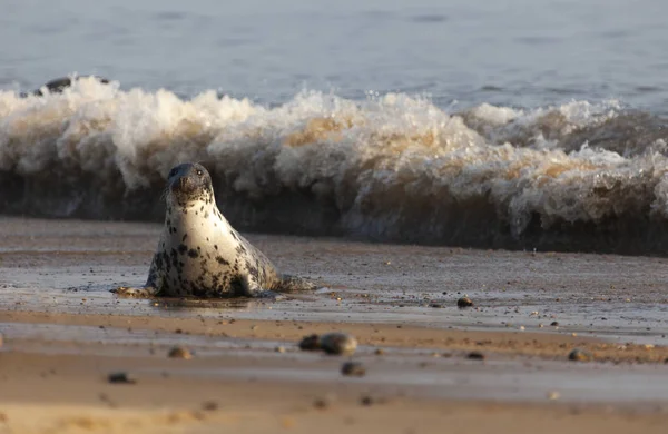 Foca gris atlántica — Foto de Stock