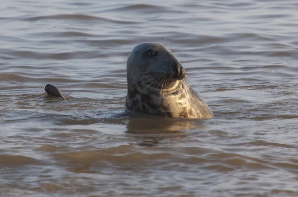 Atlantische Kegelrobbe — Stockfoto