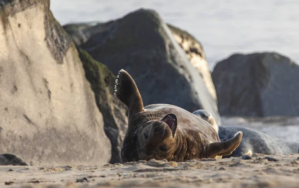 Foca gris atlántica — Foto de Stock