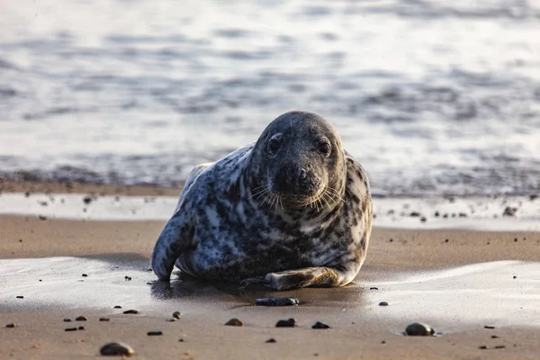 Foca gris atlántica — Foto de Stock