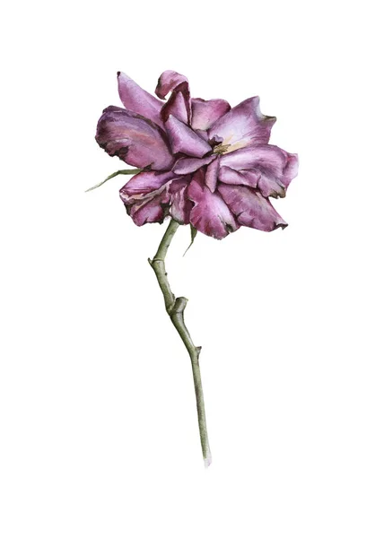 Čaj šípkový květ. Izolované na bílém pozadí. — Stock fotografie