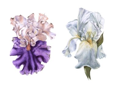 İki Iris. Beyaz arka plan üzerinde izole. 
