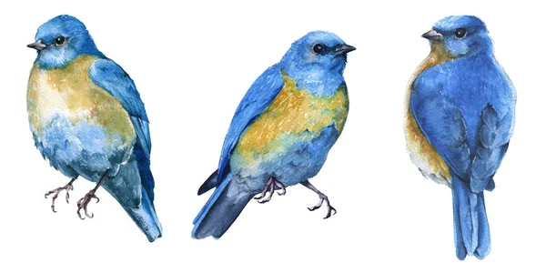 Tres pájaros azules. aislado sobre fondo blanco . —  Fotos de Stock