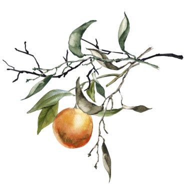 Portakal ile şube. Beyaz arka plan üzerinde izole. 